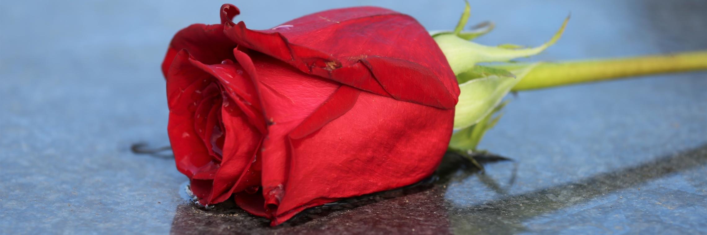 Red Rose