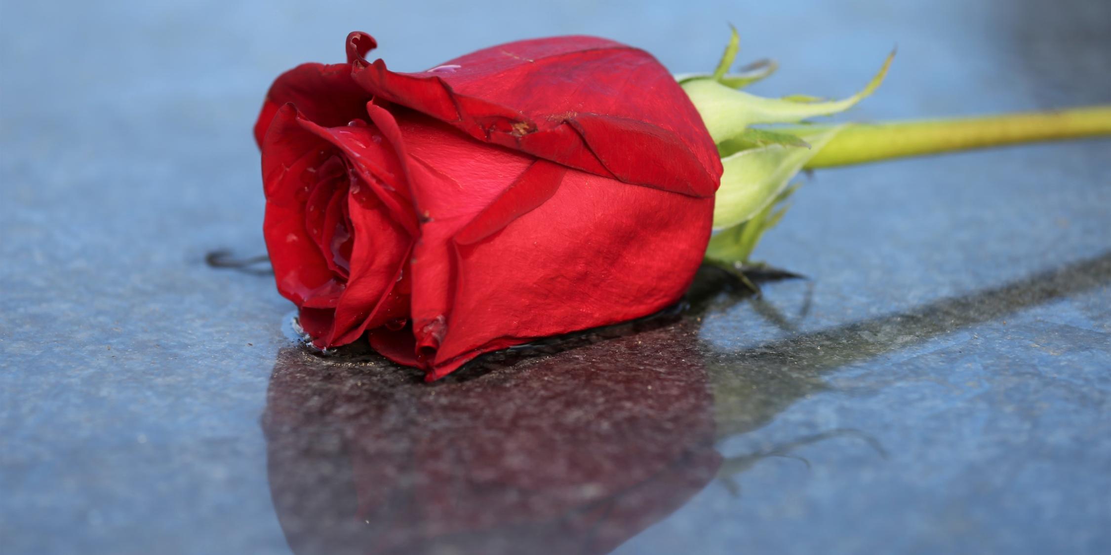 Red Rose
