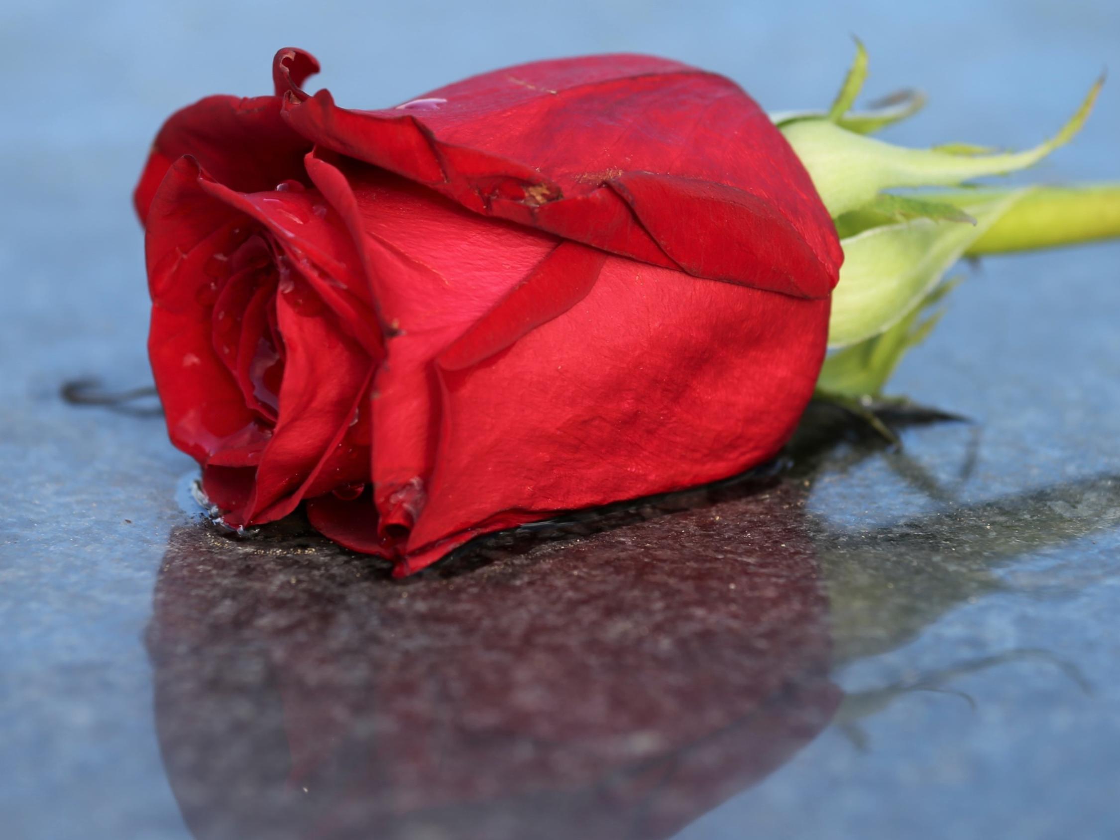 Red Rose